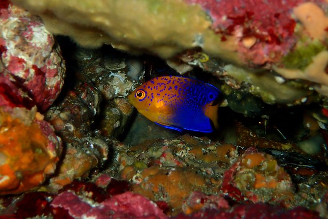 Let's enjoy Scuba diving in Izu Peninsula for certificate Diver - Weather, changes, and cancellation