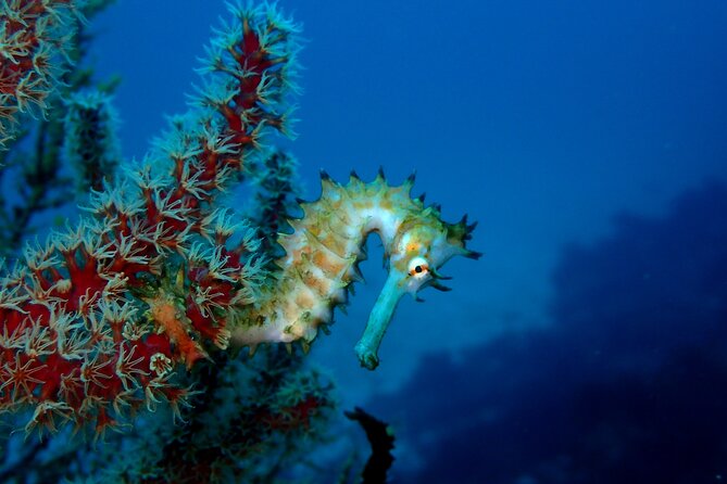 Let's enjoy Scuba diving in Izu Peninsula for certificate Diver - The 9 a.m. start and meeting point in Ito