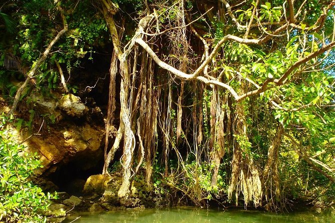 Mangrove kayaking to enjoy nature in Okinawa - A quiet introduction to Okinawa’s mangrove life
