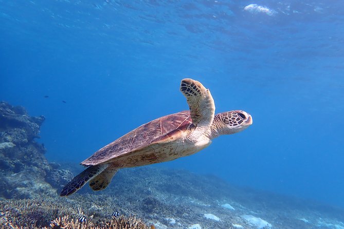 [Miyako Island/Half Day] Sea Turtle Snorkeling - Key points at a glance