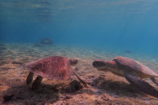 [Miyako Island/Half Day] Sea Turtle Snorkeling - What the Miyakojima sea turtle tour is really like