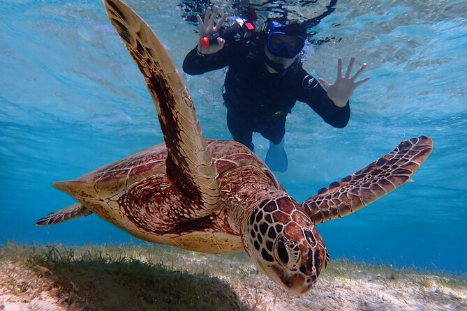 [Miyako Island/Half Day] Sea Turtle Snorkeling - Searching for turtles among coral and fish