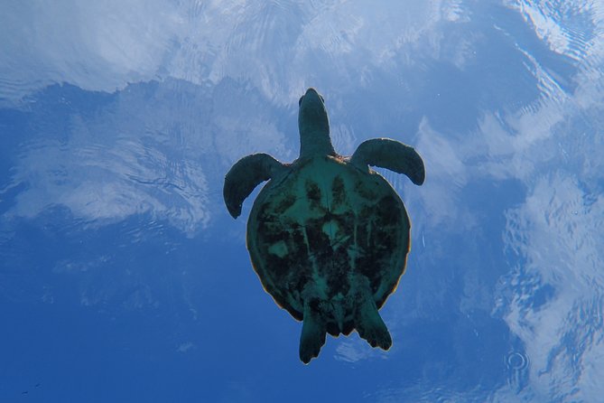 [Miyako Island/Half Day] Sea Turtle Snorkeling - Free photo data is a real part of the value
