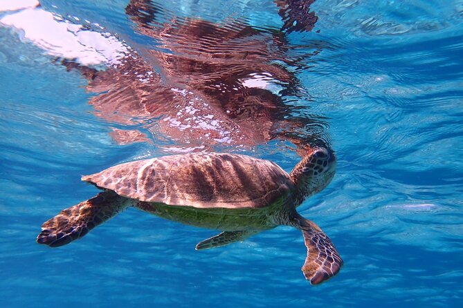 [Miyako Island/Half Day] Sea Turtle Snorkeling - The price and the confusing equipment note
