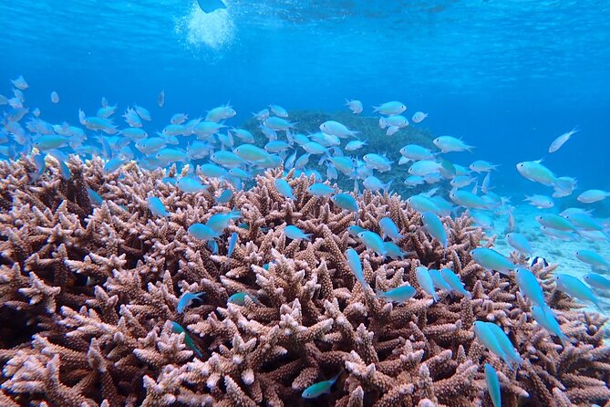 [Miyako Island/Half Day] Sea Turtle Snorkeling - Weather, tide, and the cancellation rules that matter