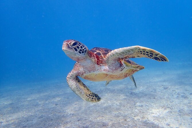 [Miyako Island/Half Day] Sea Turtle Snorkeling - Meeting at Shigira Beach and getting ready