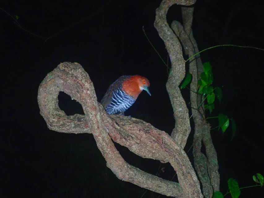 Miyako Island: Stars & Jungle Night Walking Tour - Who will enjoy this night walk?