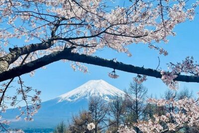 Mt. Fuji, Cherry Blossom & Shiba Sakura Pvt. Day Tour