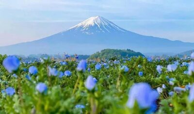 Mt. Fuji & Lake Kawaguchiko Ropeway Panorama Full-Day Tour