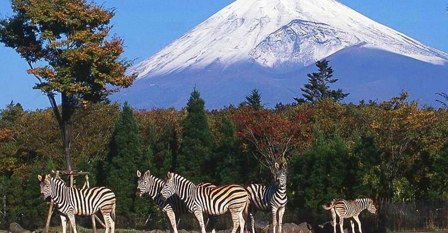 Mt Fuji : Private 10-Hour Luxury Tour by Exclusive Car - Why a private car makes Mt. Fuji easier