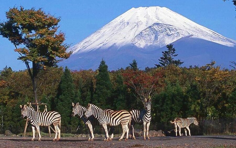 Mt Fuji : Private 10-Hour Luxury Tour by Exclusive Car - Chureito Pagoda and the famous five-lake view