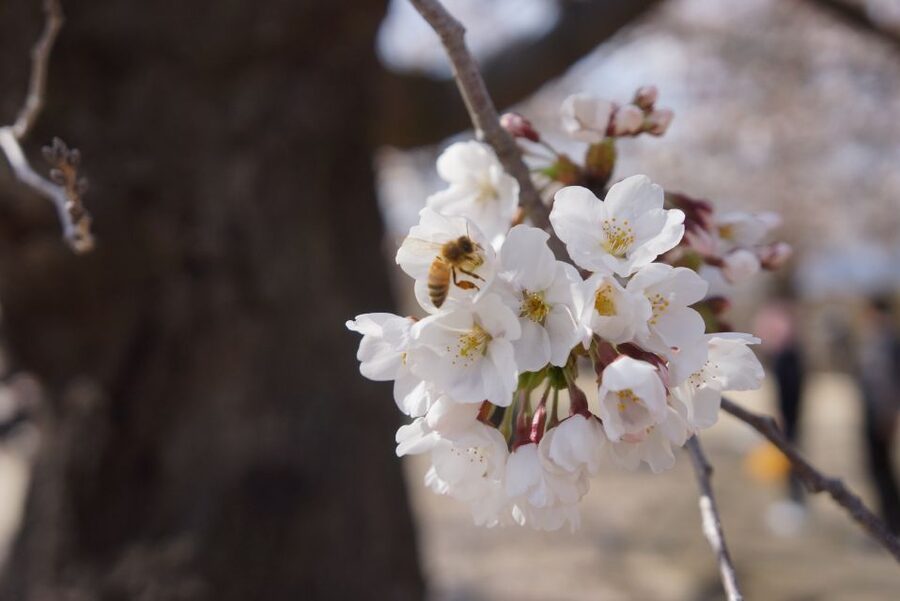 Nagano: 1-Day Snow Monkey & Cherry Blossom Tour in Spring - At a glance: what makes this day worthwhile