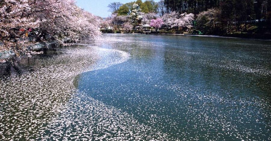Nagano: 1-Day Snow Monkey & Cherry Blossom Tour in Spring - Why combine snow monkeys and cherry blossoms?