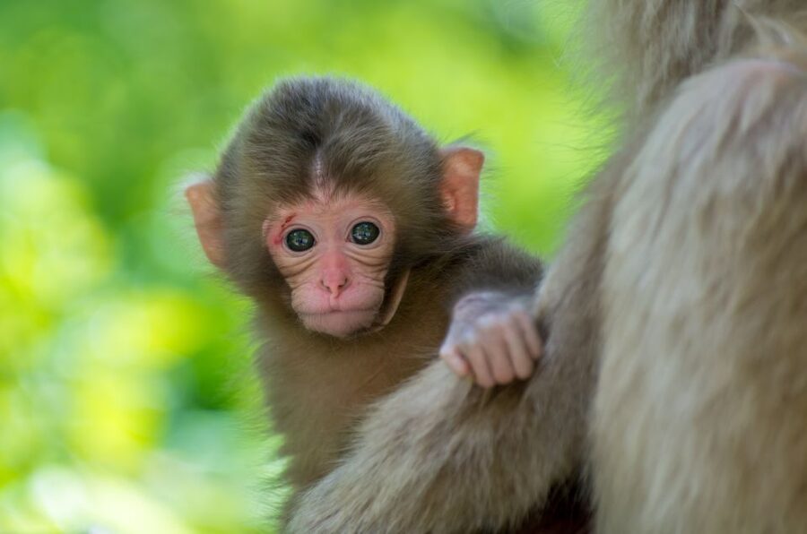 Nagano: 1-Day Snow Monkey & Cherry Blossom Tour in Spring - Walking into Jigokudani Monkey Park