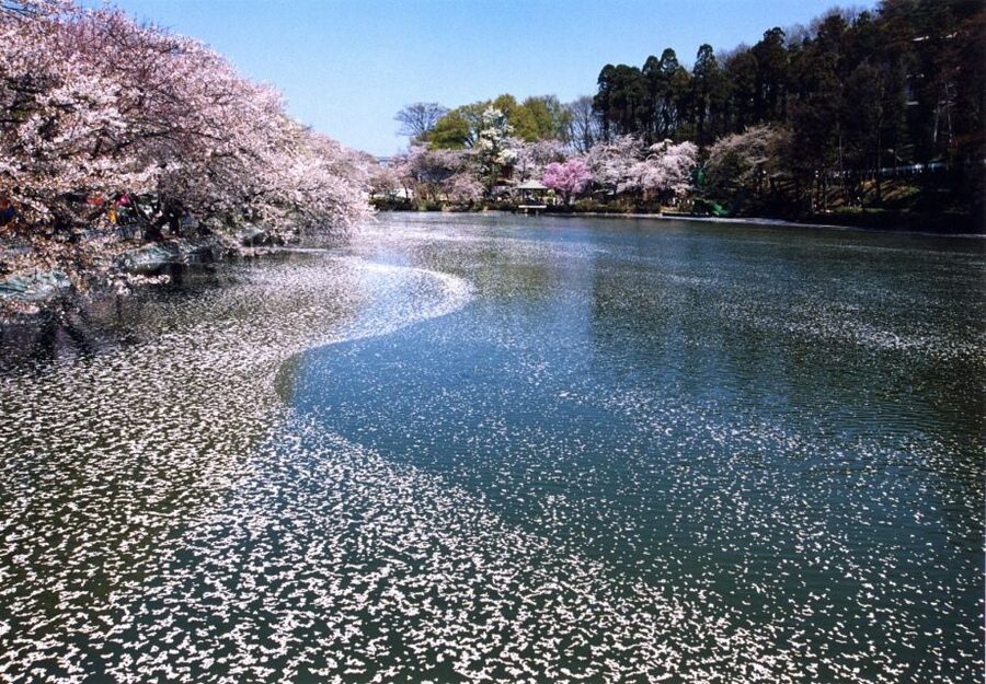 Nagano: 1-Day Snow Monkey & Cherry Blossom Tour in Spring - A Japanese lunch after the mountain walk