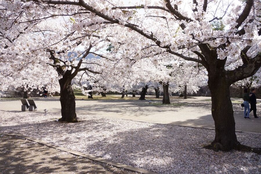 Nagano: 1-Day Snow Monkey & Cherry Blossom Tour in Spring - Cherry blossoms chosen for the day