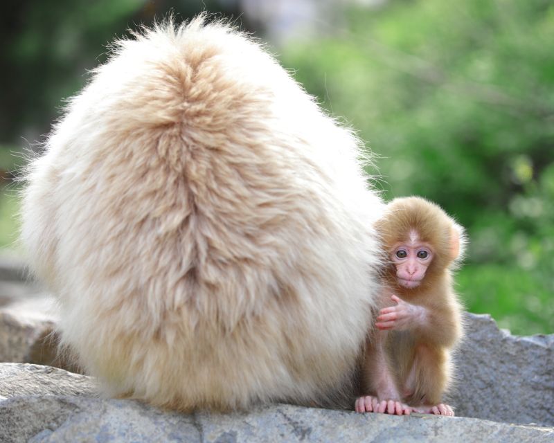 Nagano: 1-Day Snow Monkey & Cherry Blossom Tour in Spring - Starting at JR Nagano Station