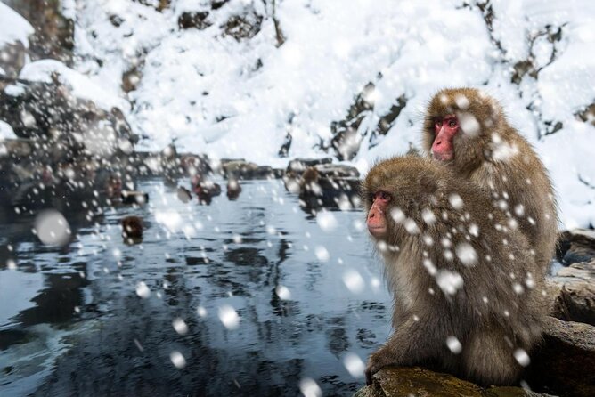Nagano Snow Monkey 1 Day Tour with Beef Sukiyaki Lunch from Tokyo - The snowy walk to Jigokudani Monkey Park