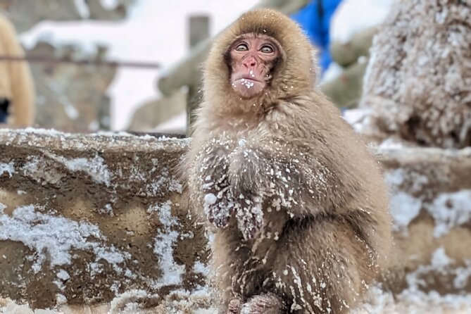 Nagano Snow Monkey 1 Day Tour with Beef Sukiyaki Lunch from Tokyo - Watching the Japanese macaques in the hot springs
