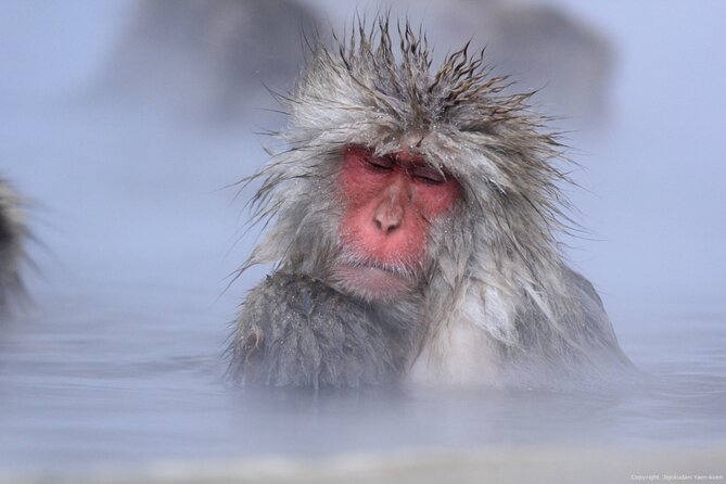 Nagano Snow Monkey 1 Day Tour with Beef Sukiyaki Lunch from Tokyo - The seasonal Kamakura no Sato stop