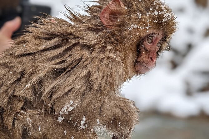 Nagano Snow Monkey 1 Day Tour with Beef Sukiyaki Lunch from Tokyo - What the guides add to a long travel day