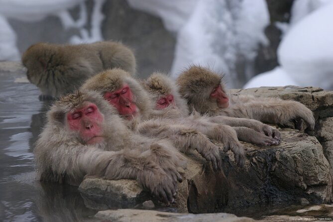 Nagano Snow Monkey 1 Day Tour with Beef Sukiyaki Lunch from Tokyo - Starting at Shinjuku with an early departure