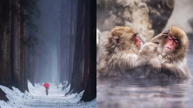 Nagano: Snow Monkeys & Togakushi Shrine Two-Spot in-One Day - Key points to know before booking