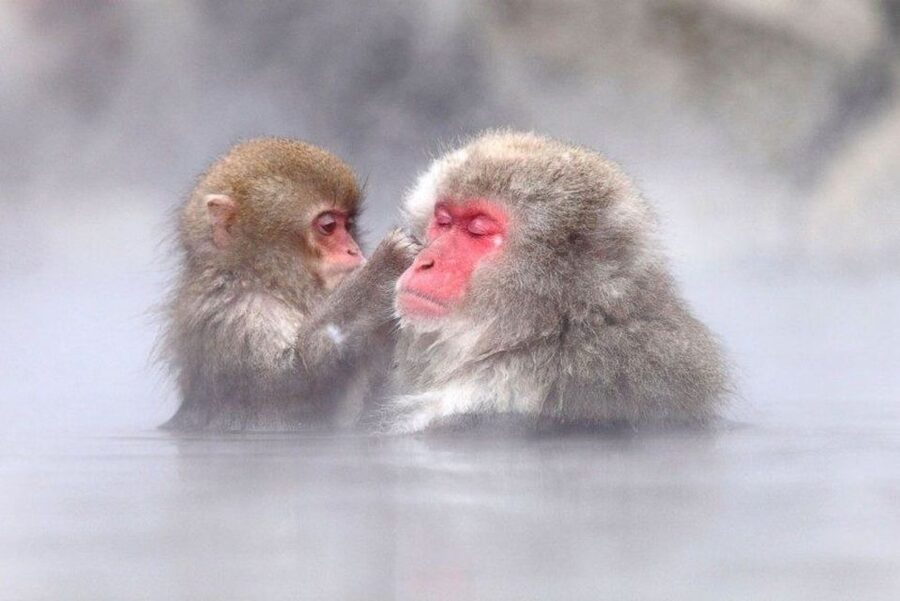 Nagano: Snow Monkeys, Zenkoji Temple & Sake Day Trip - Why this Nagano day trip makes sense