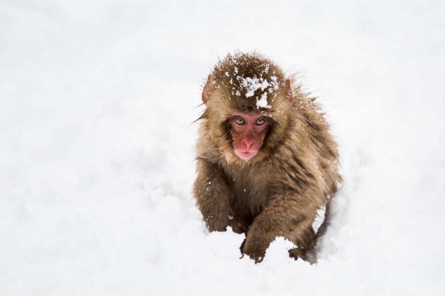Nagano: Snow Monkeys, Zenkoji Temple & Sake Day Trip - A generous local lunch