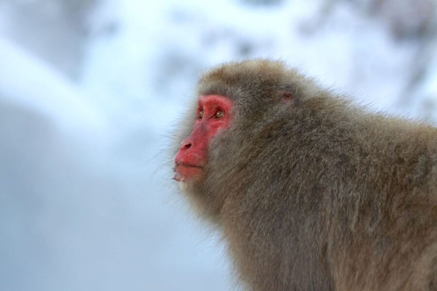 Nagano: Snow Monkeys, Zenkoji Temple & Sake Day Trip - Walking into Jigokudani Monkey Park