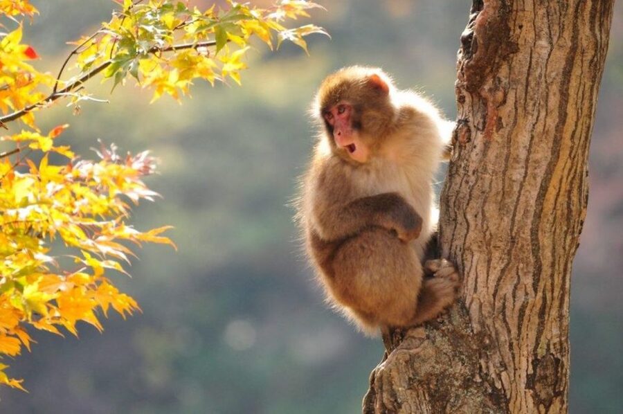 Nagano: Snow Monkeys, Zenkoji Temple & Sake Day Trip - Beginning at Zenkoji Temple