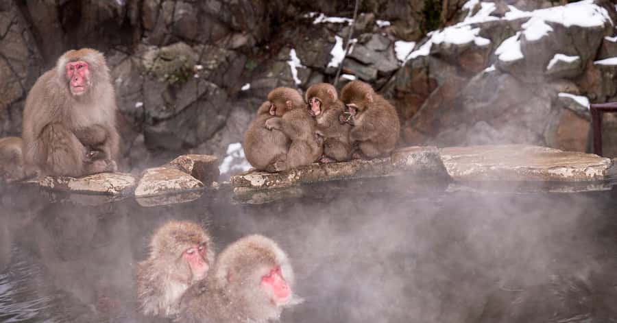 Nagano/Tokyo: Snow Monkey and Zenkoji Temple Private Tour - Key points to know before booking