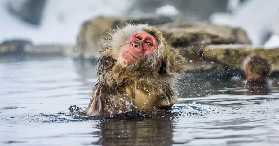 Nagano/Tokyo: Snow Monkey and Zenkoji Temple Private Tour - Who should book this Nagano day trip?
