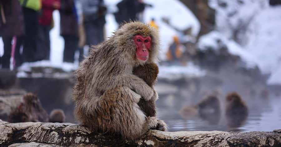 Nagano/Tokyo: Snow Monkey and Zenkoji Temple Private Tour - Obuse adds art, chestnuts, and a slower town walk