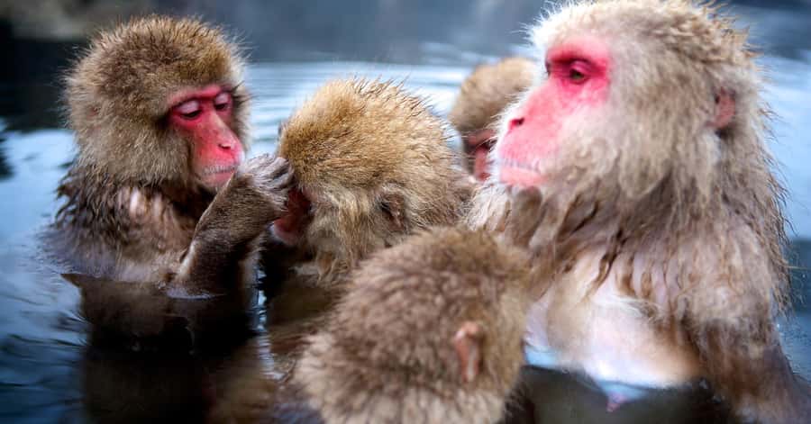 Nagano/Tokyo: Snow Monkey and Zenkoji Temple Private Tour - Shibu Onsen is best for atmosphere, not a full bathing visit