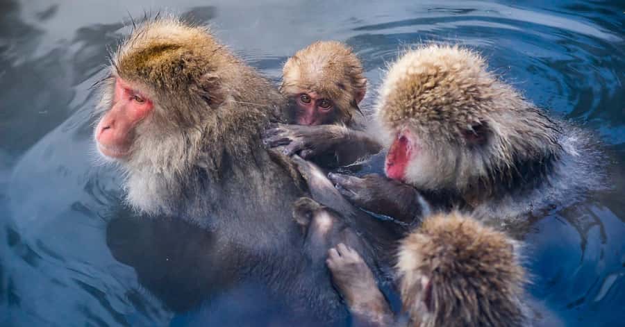 Nagano/Tokyo: Snow Monkey and Zenkoji Temple Private Tour - The private vehicle is the main practical advantage