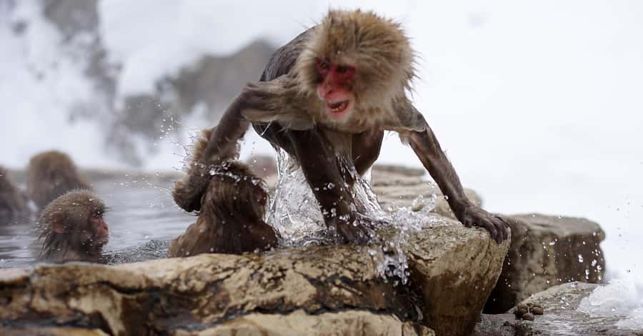 Nagano/Tokyo: Snow Monkey and Zenkoji Temple Private Tour - Is $505 good value for your group?