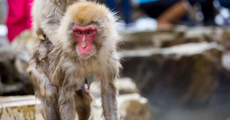 Nagano/Tokyo: Snow Monkey and Zenkoji Temple Private Tour - How to shape the day without losing the best parts