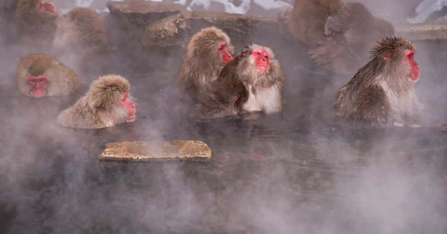 Nagano/Tokyo: Snow Monkey and Zenkoji Temple Private Tour - Zenkoji Temple gives the day its spiritual center