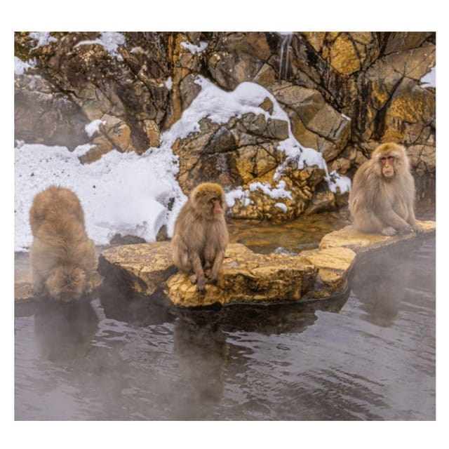 Nagano/Tokyo: Snow Monkey Private Day Tour At Lowest Rate - Togakushi combines Shinto tradition and cedar trails