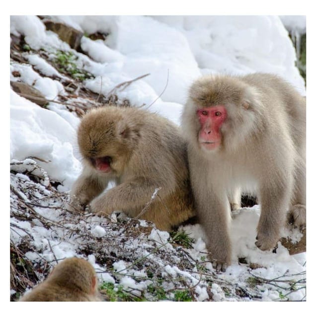 Nagano/Tokyo: Snow Monkey Private Day Tour At Lowest Rate - Obuse is the easiest place to add food and art