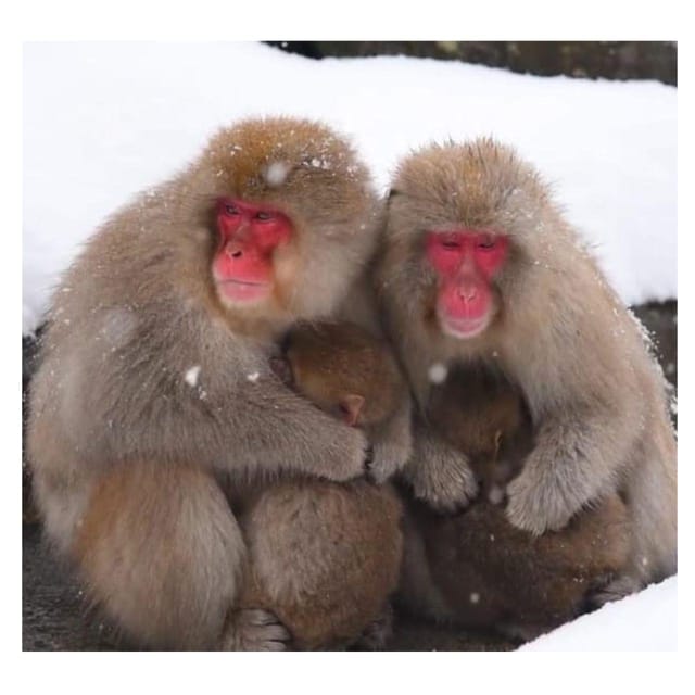Nagano Tokyo: Snow Monkey Private Day Tour Hotel Pick & Drop - Togakushi Shrine and the cedar-lined mountain path