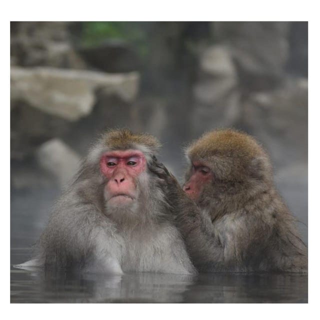 Nagano Tokyo: Snow Monkey Private Day Tour Hotel Pick & Drop - Matsushiro Castle Ruins and the samurai past
