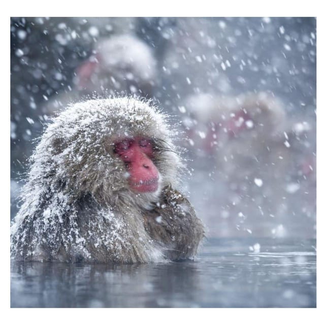 Nagano Tokyo: Snow Monkey Private Day Tour Hotel Pick & Drop - Shibu Onsen and optional Yudanaka