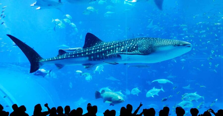 Naha: North Okinawa Sightseeing Tour & Churaumi Aquarium - Key points at a glance