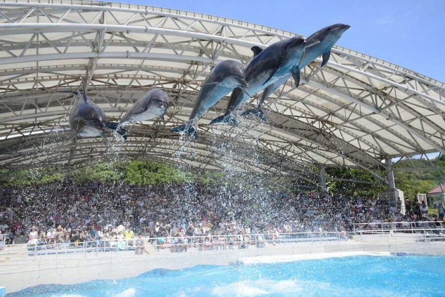 Naha: North Okinawa Sightseeing Tour & Churaumi Aquarium - Churaumi Aquarium: the day’s clear centerpiece