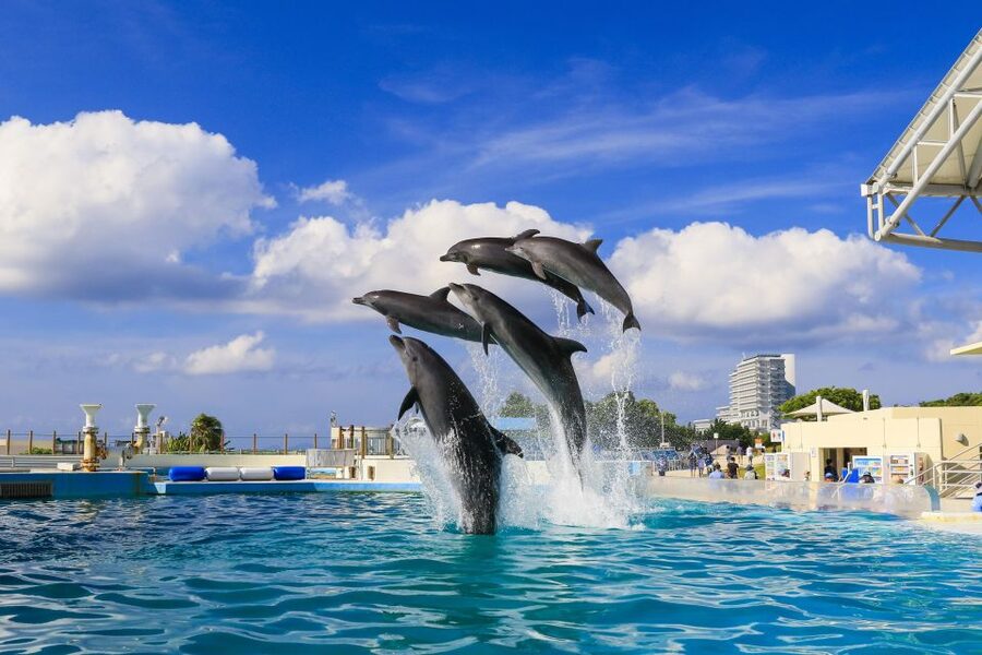 Naha: North Okinawa Sightseeing Tour & Churaumi Aquarium - What the $50 price really covers