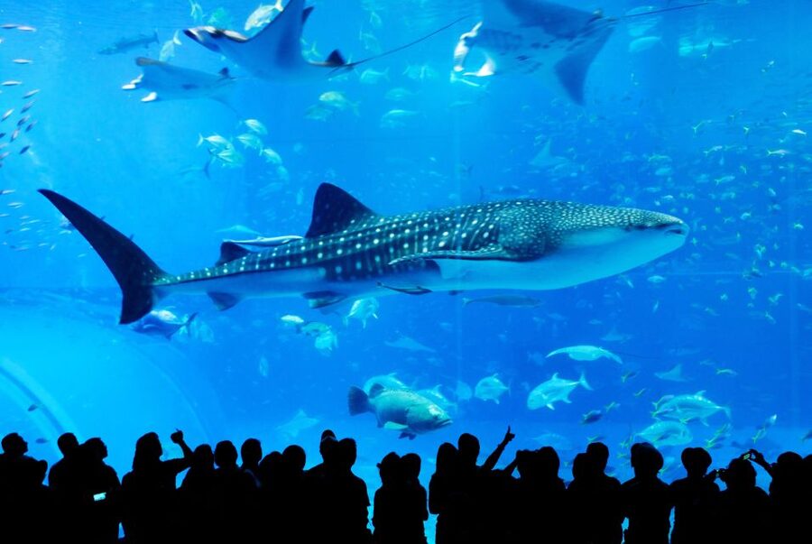 Naha: North Okinawa Sightseeing Tour & Churaumi Aquarium - Nago Pineapple Park: playful, odd, and better for some visitors than others