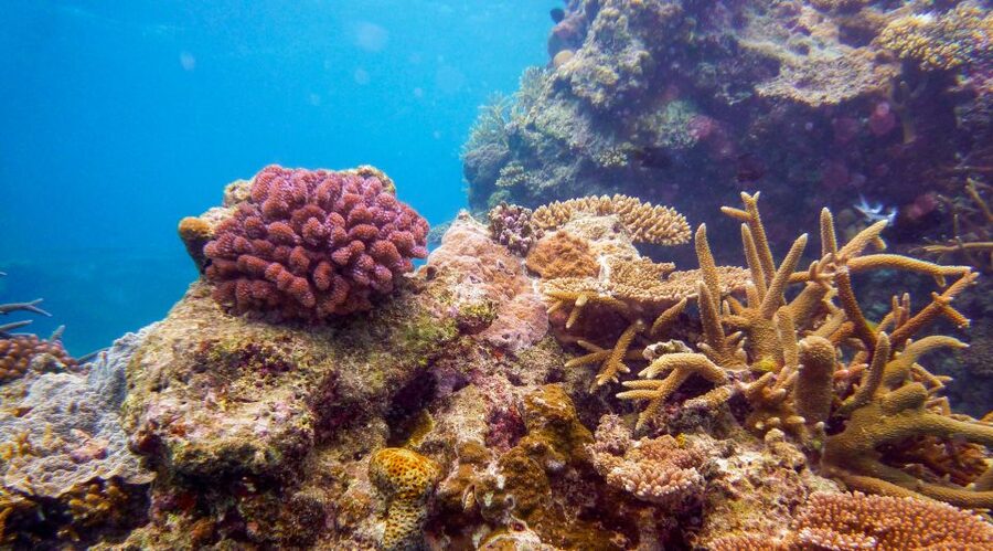 Naha, Okinawa: Kerama Islands Full-Day Intro-Diving Trip - What the beginner scuba session feels like