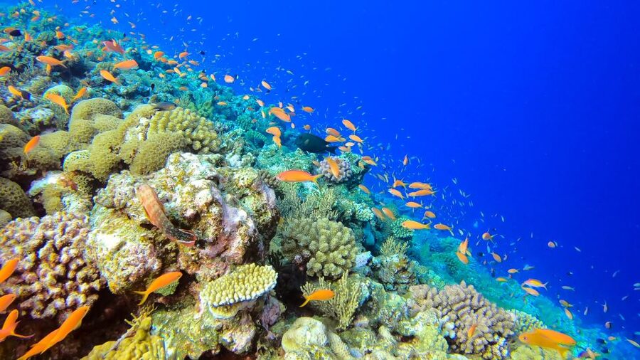 Naha, Okinawa: Kerama Islands Full-Day Intro-Diving Trip - Price, value, and what the $70 covers